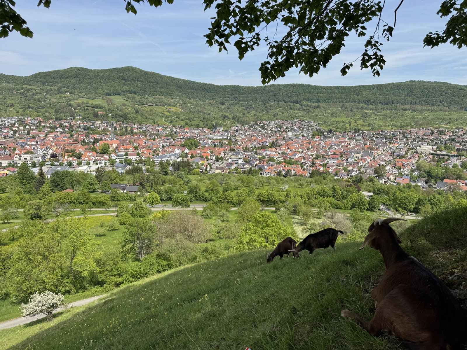 Aussicht vom Calverbühl auf Dettingen an der Erms